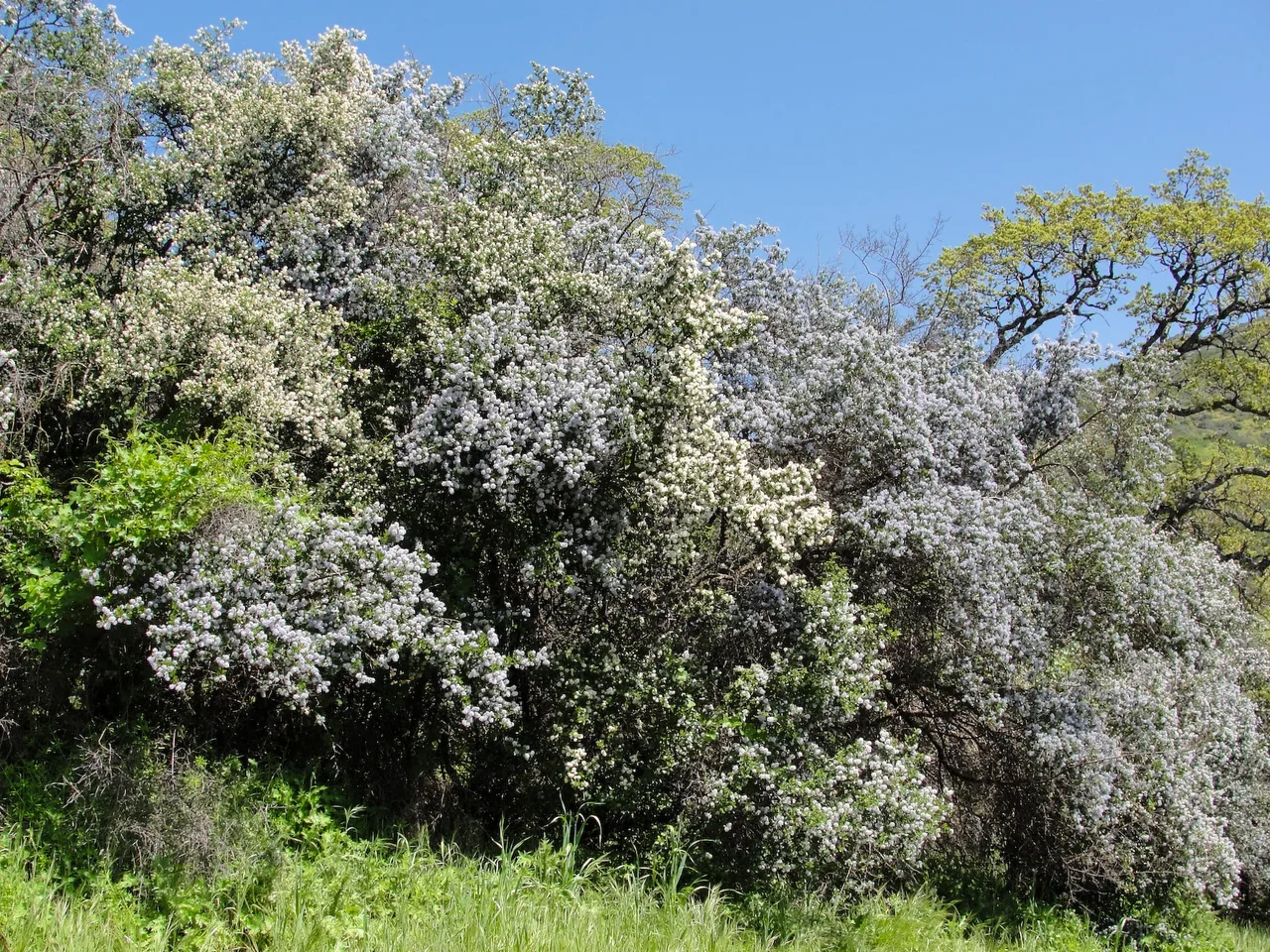 Californian Lilac (Ceanothus thyrsiflorus)