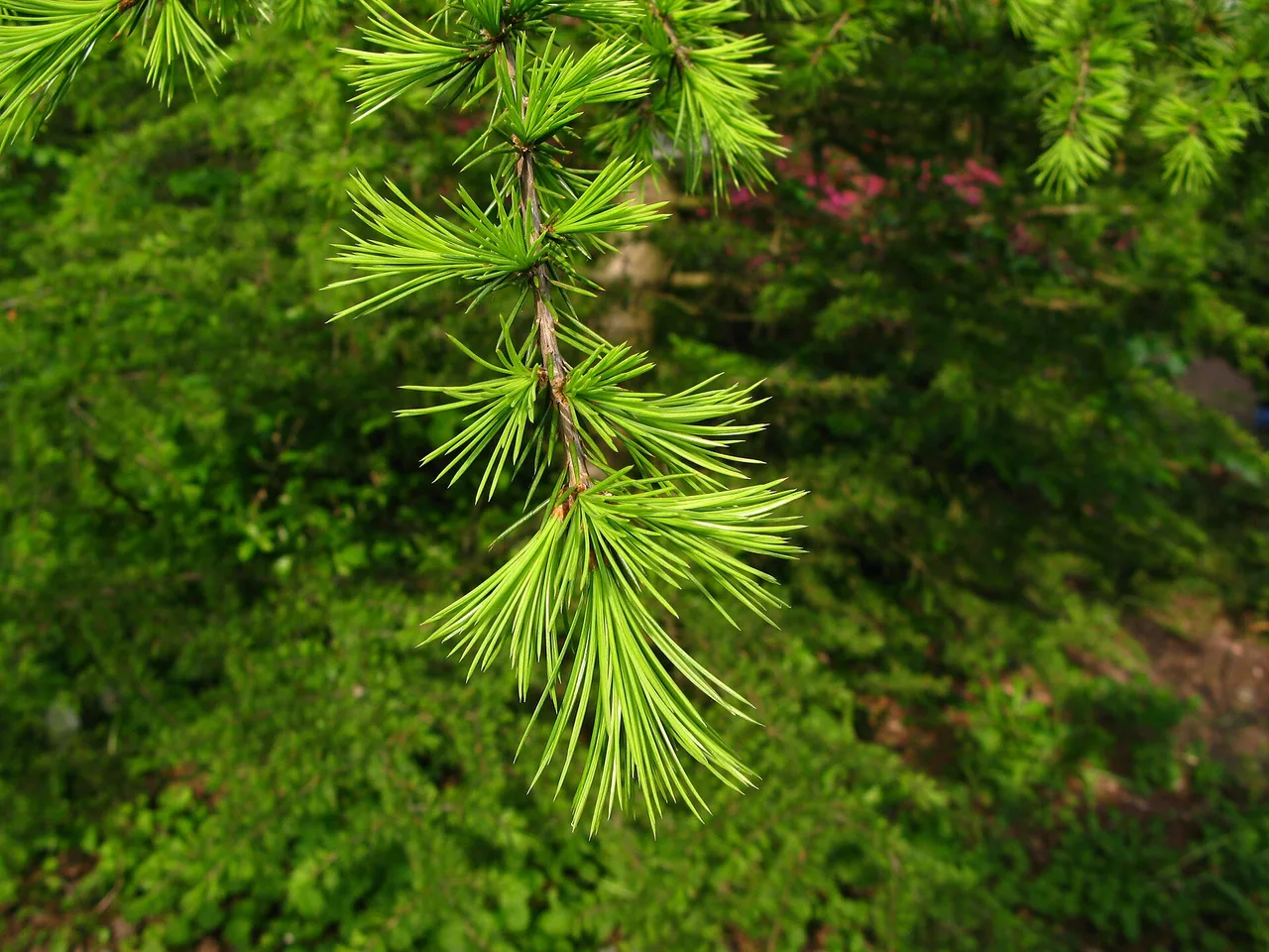Cedar of Lebanon (Cedrus libani)