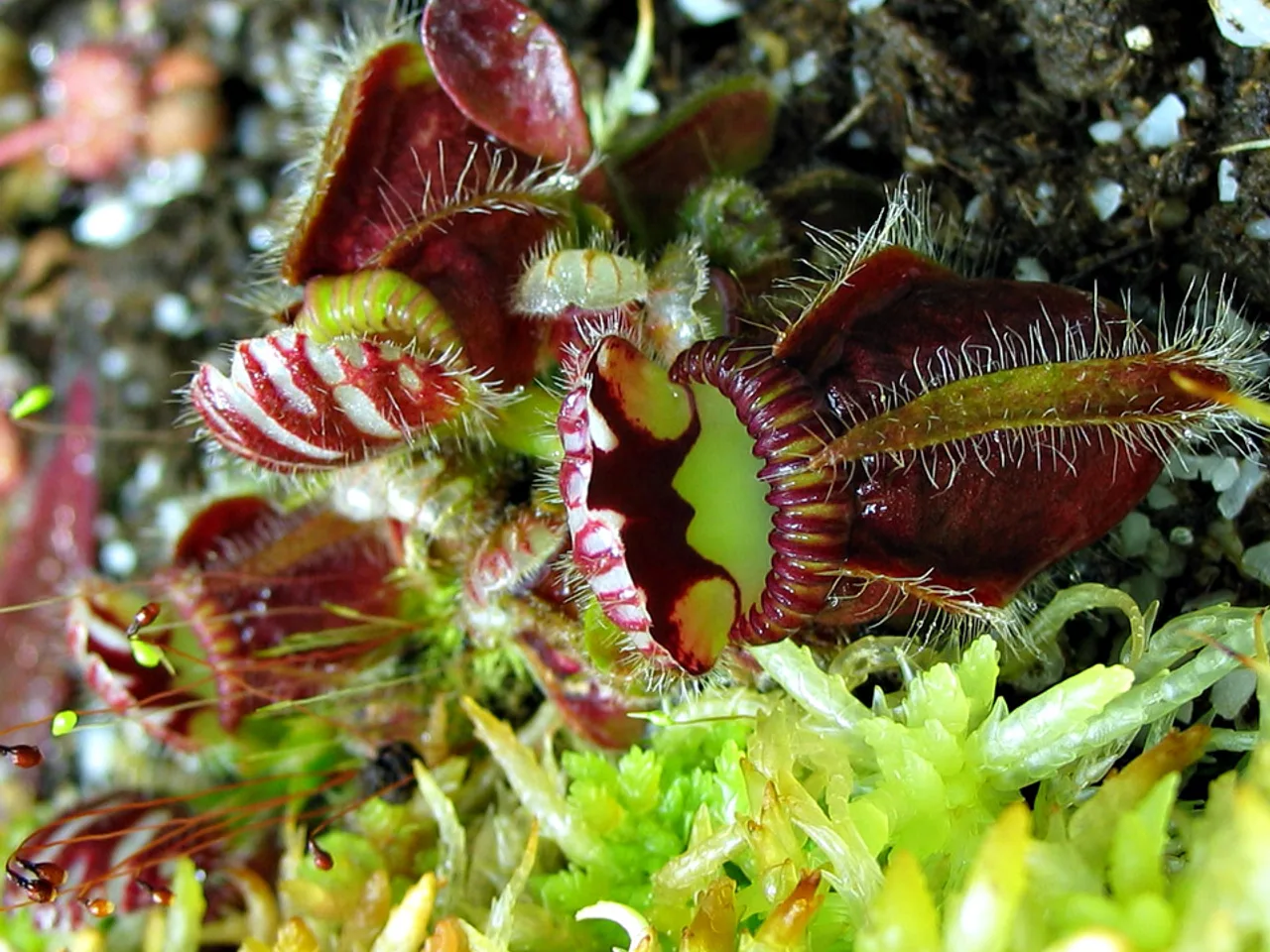 Albany Pitcher Plant (Cephalotus follicularis)