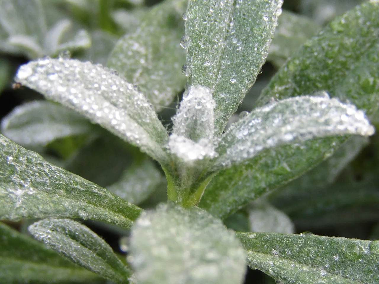 Snow in Summer (Cerastium tomentosum)