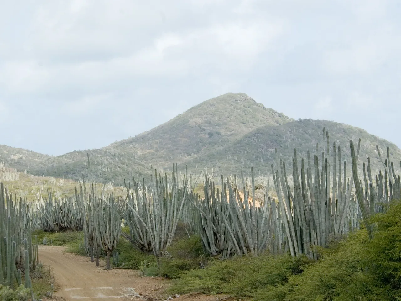 Peruvian Apple Cactus (Cereus repandus)