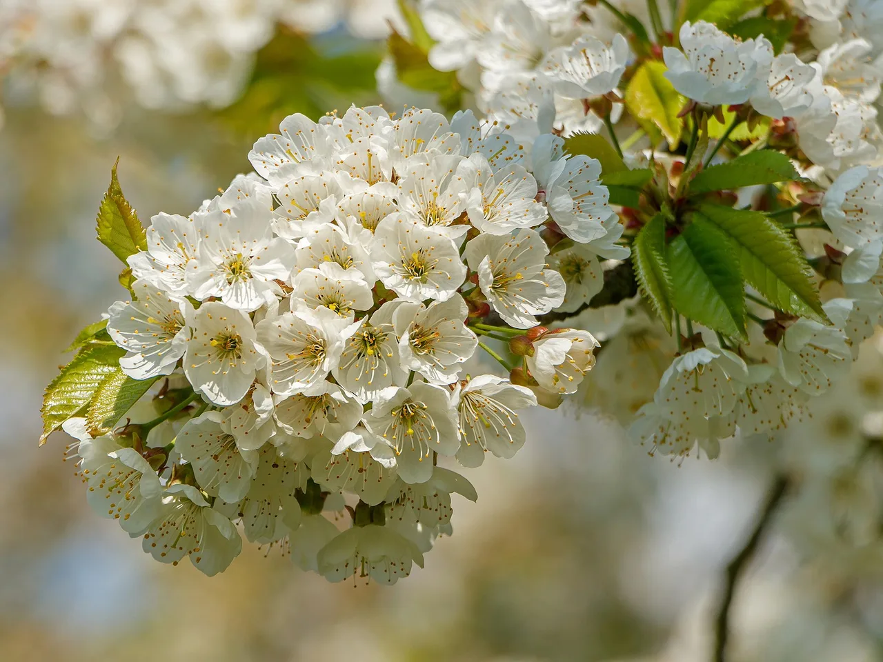 Cherry (Prunus avium)