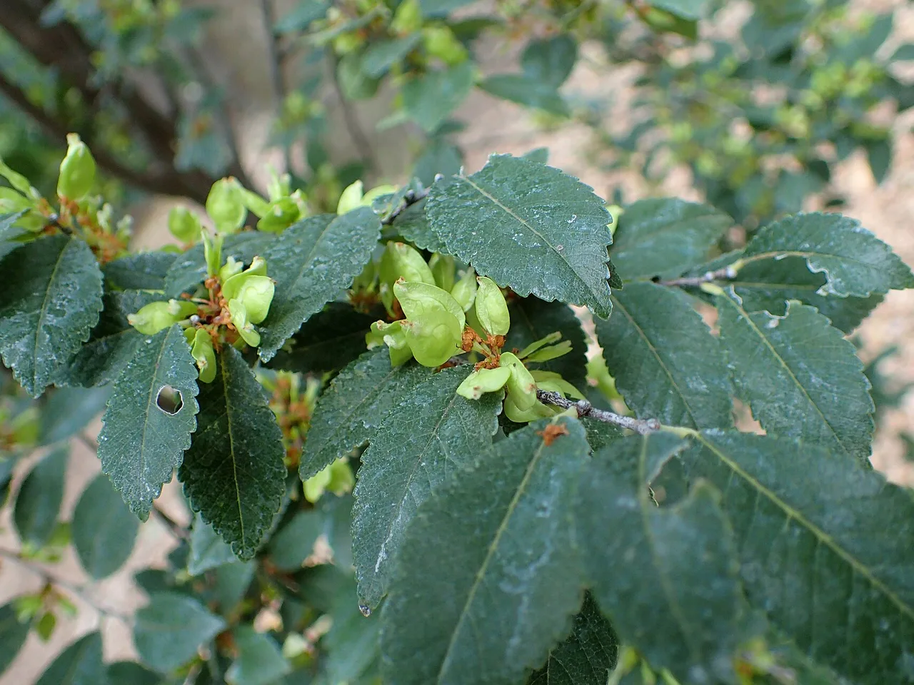 Chinese Elm (Ulmus parvifolia)