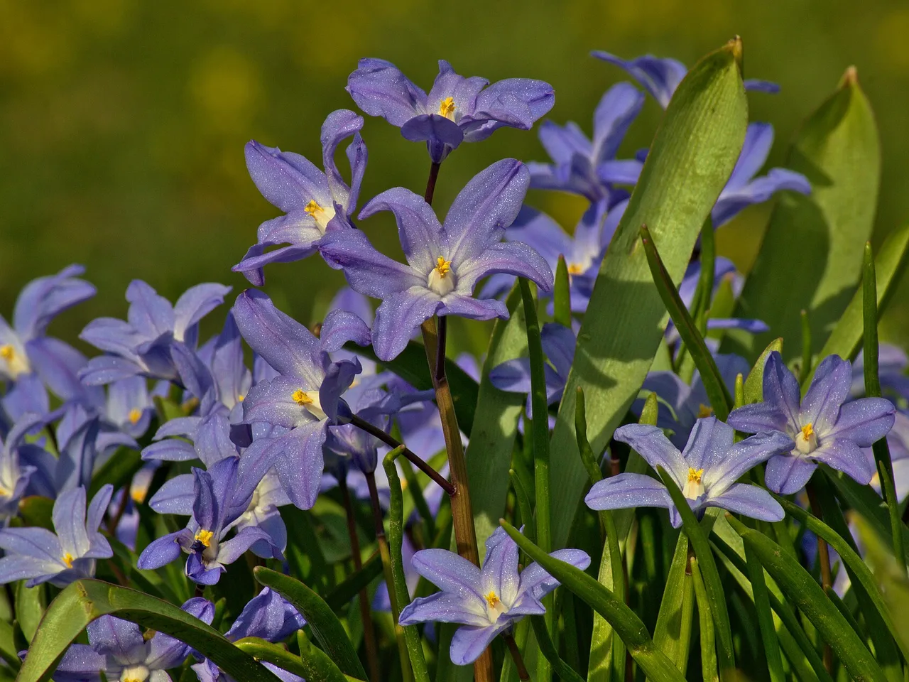 Glory of the Snow (Scilla forbesii)