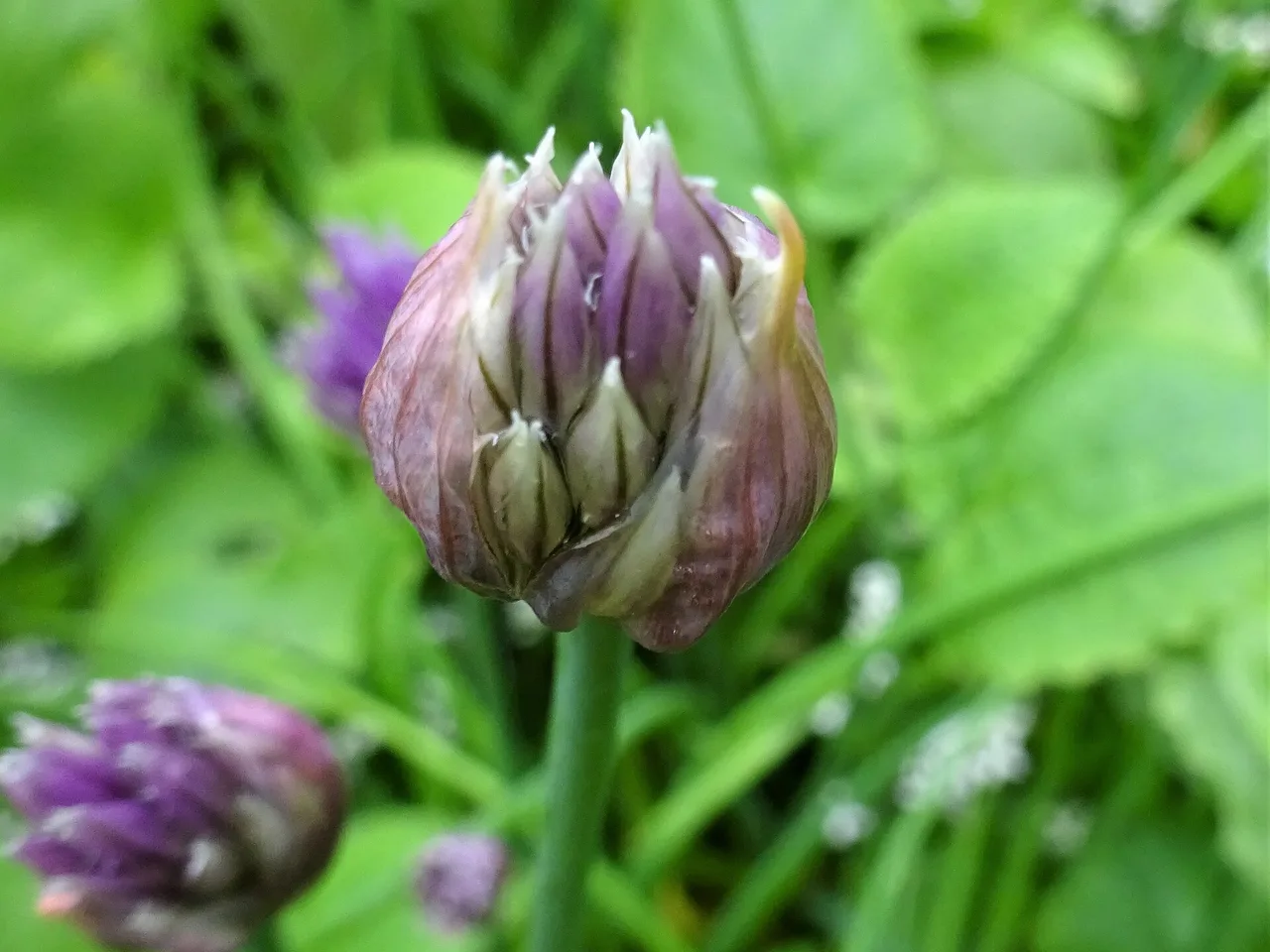 Chives (Allium schoenoprasum)