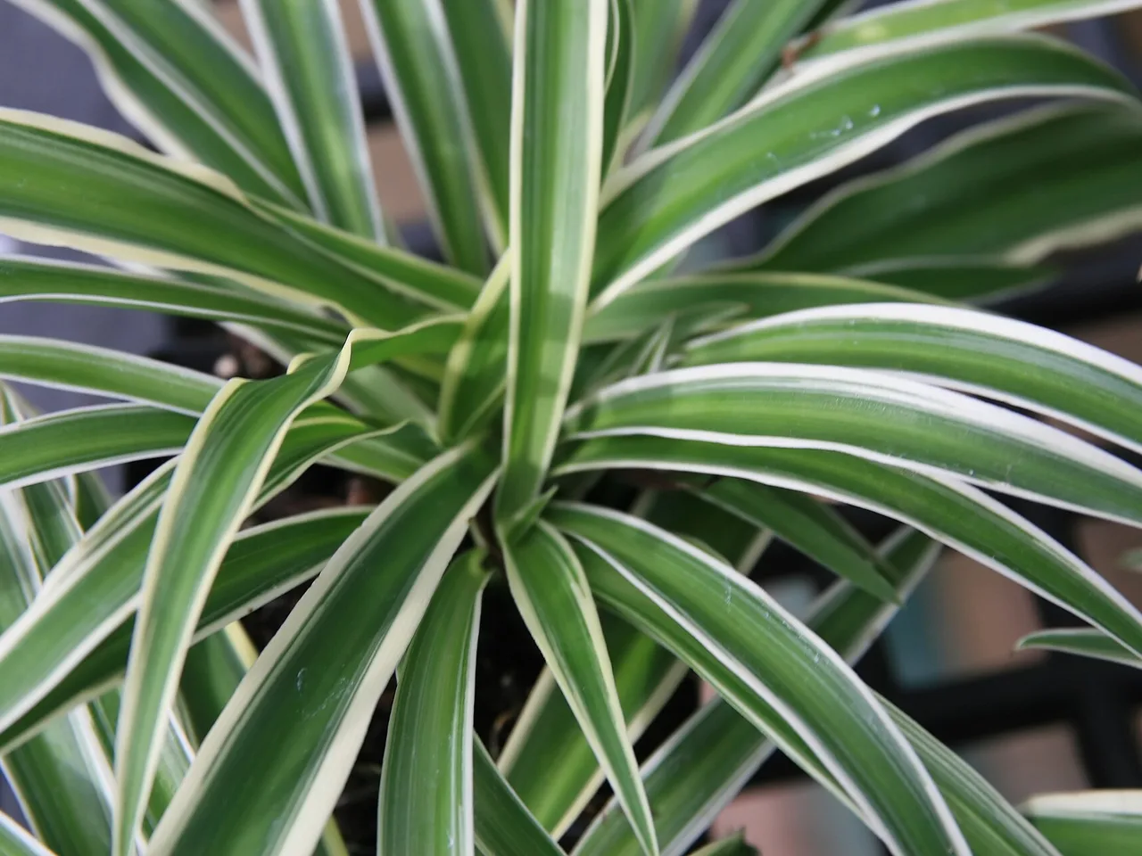 Spider Plant (Chlorophytum comosum)