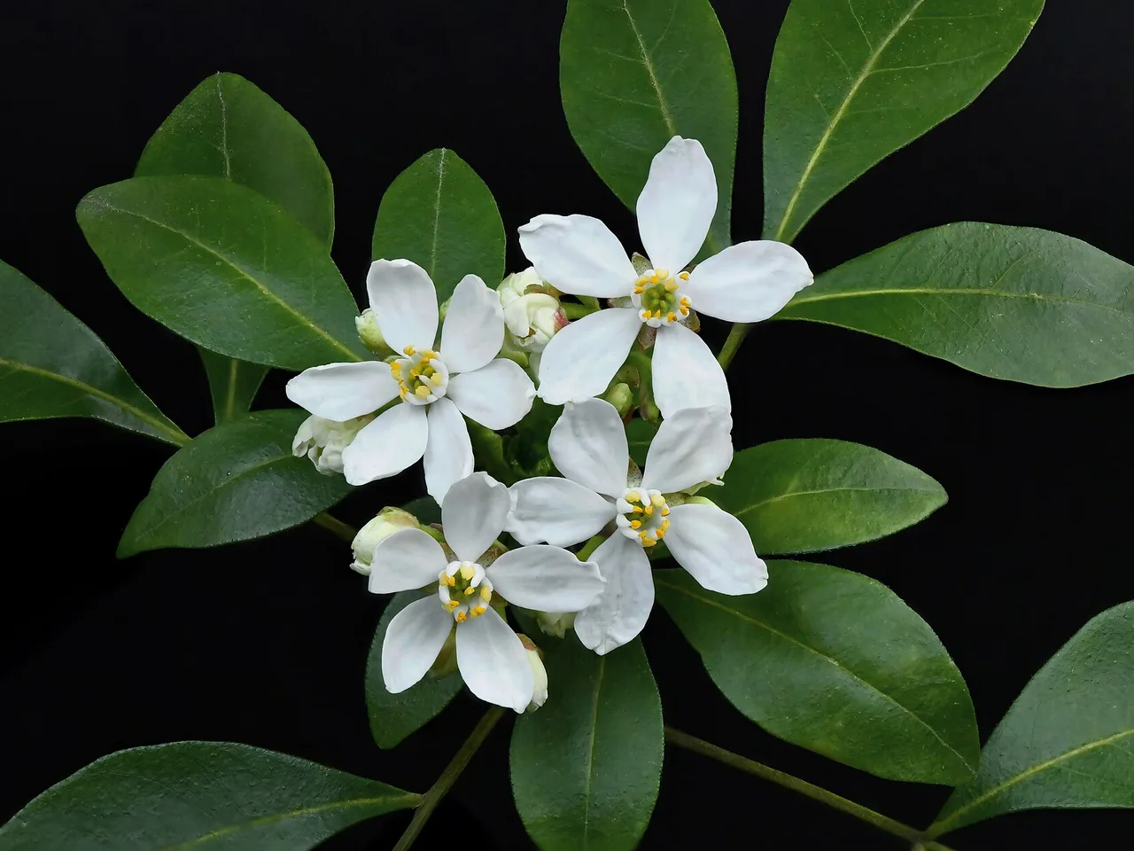 Mexican Orange Blossom (Choisya ternata)