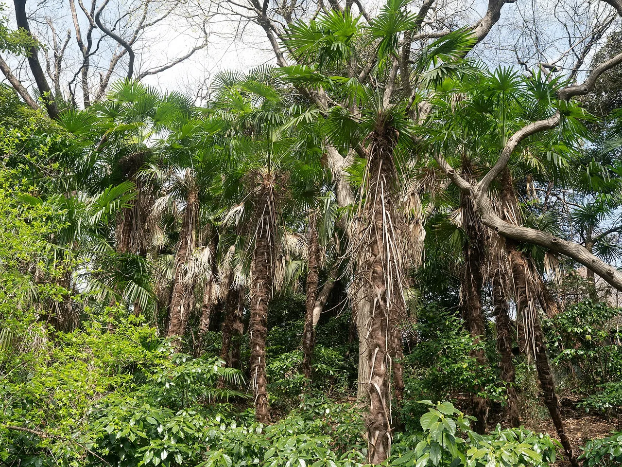 Chusan Palm (Trachycarpus fortunei)