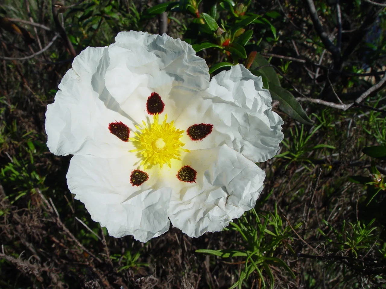 Gum Rockrose (Cistus ladanifer)