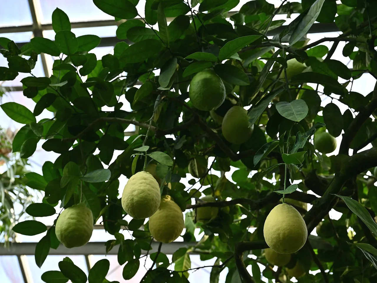 Lemon (Citrus limon)