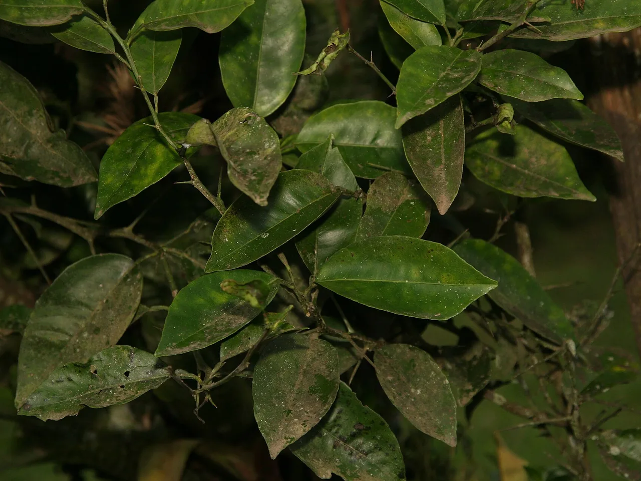 Sweet Orange (Citrus sinensis)