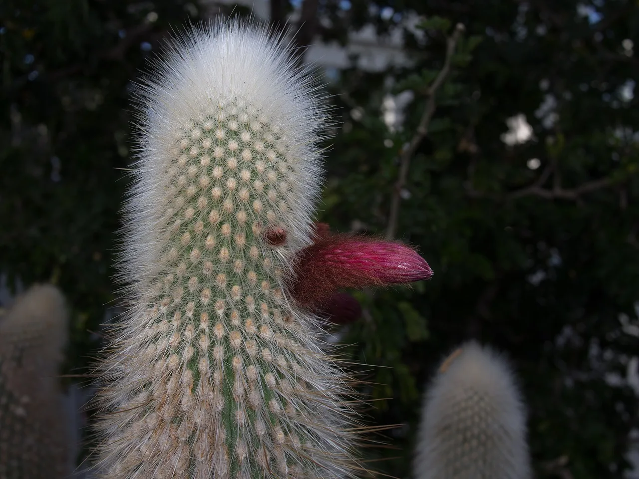Silver Torch Cactus (Cleistocactus strausii)