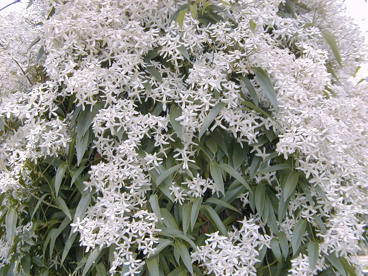 Evergreen Clematis (Clematis armandii)