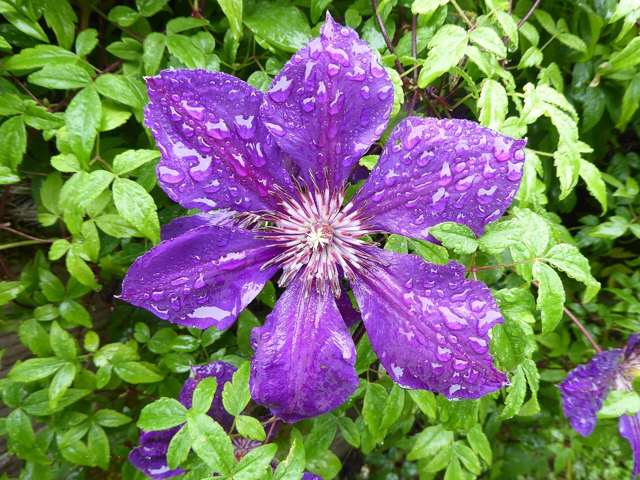 Jackman Clematis (Clematis x jackmanii)