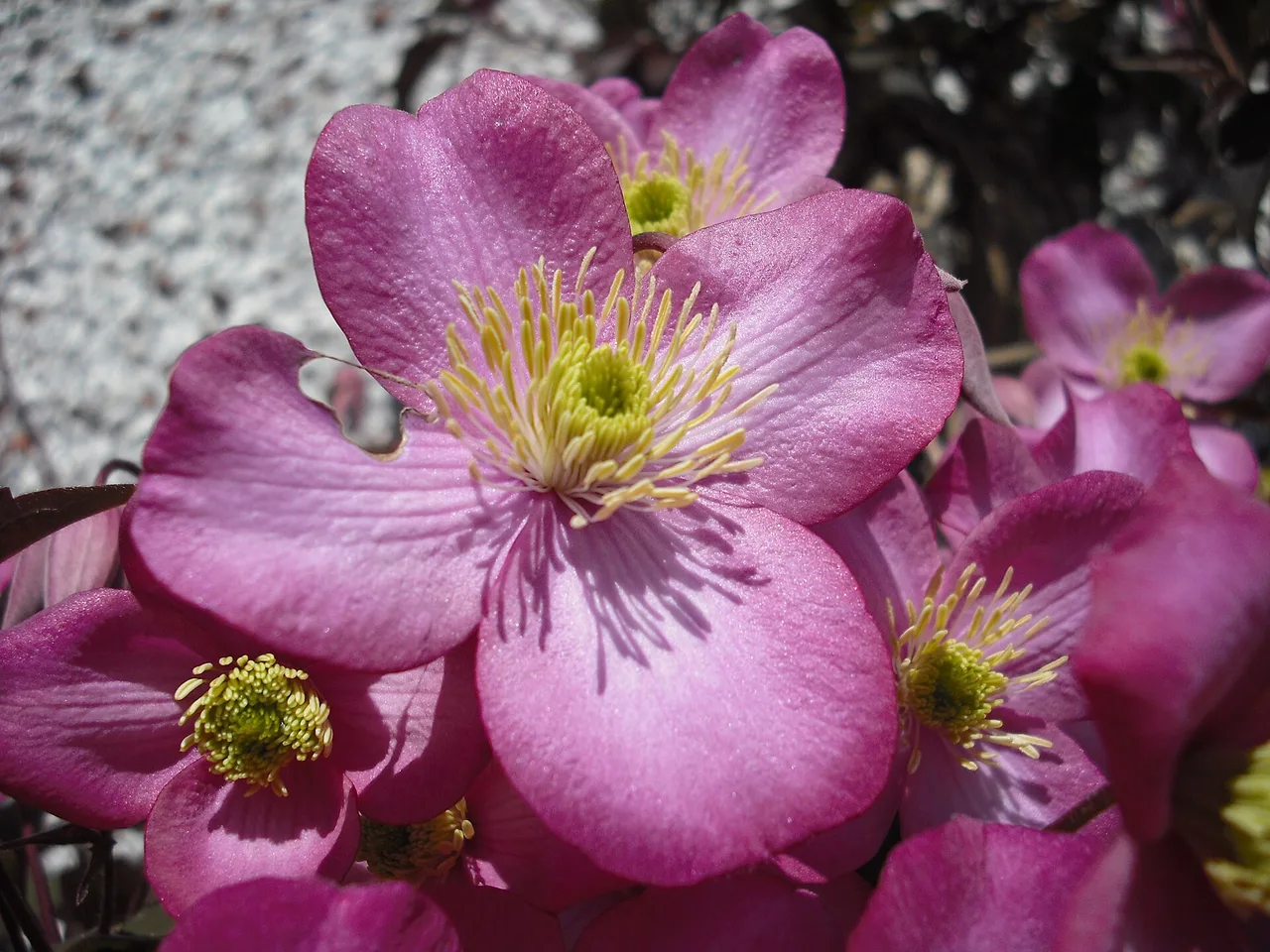 Mountain Clematis (Clematis montana)