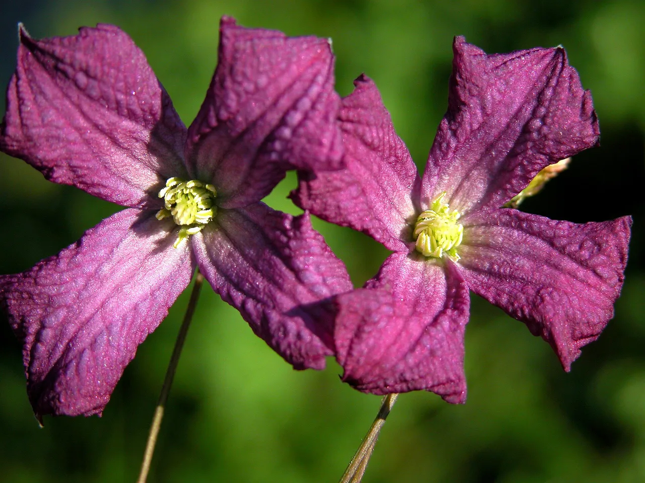 Clematis (Clematis viticella)