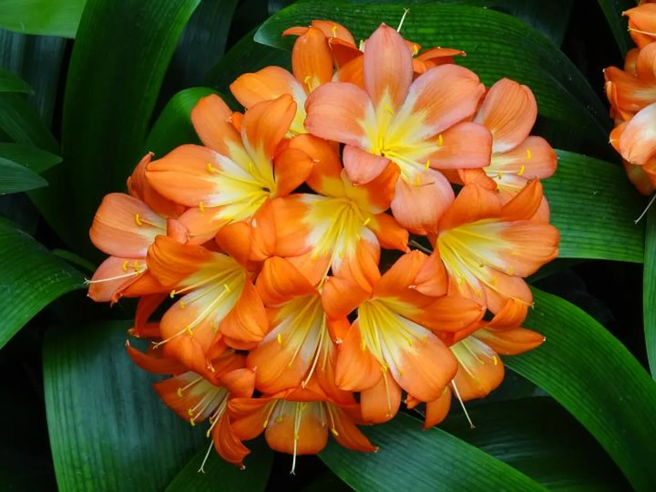 Bush Lily (Clivia miniata)