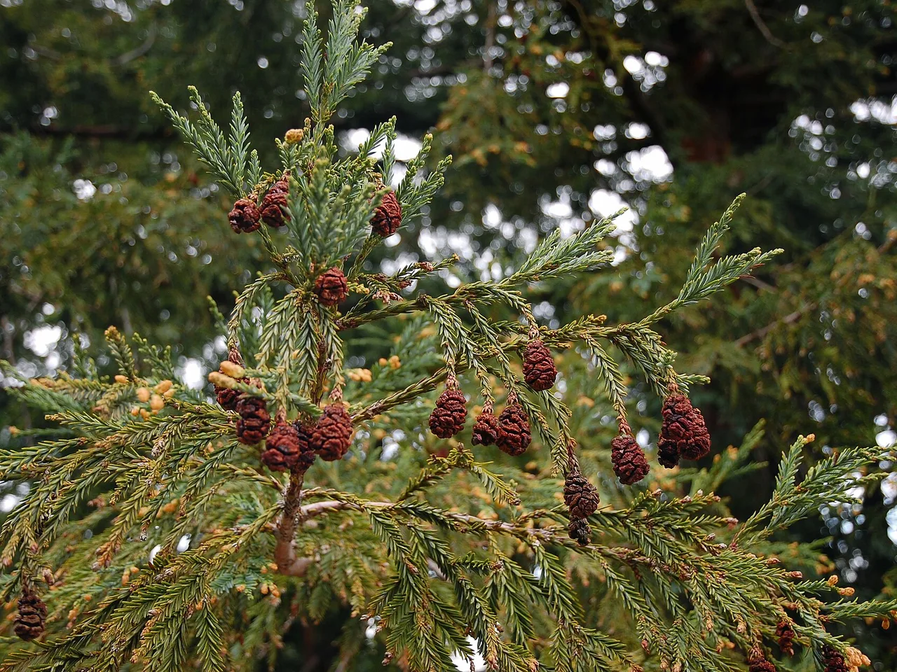 Coast Redwood (Sequoia sempervirens)