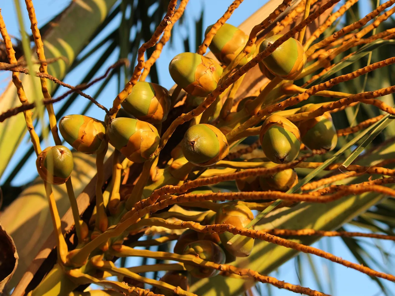 Coconut Palm (Cocos nucifera)