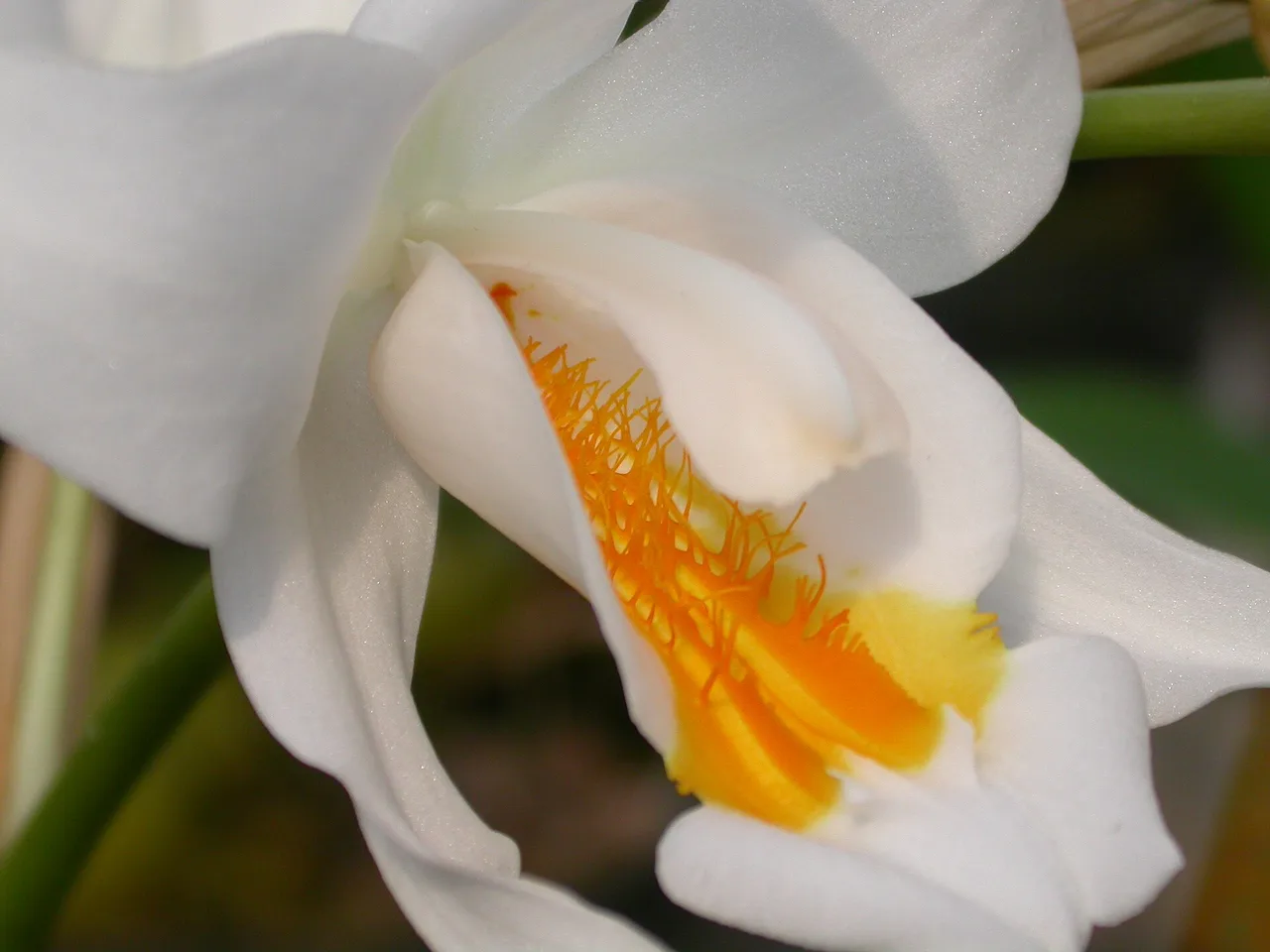 Coelogyne (Coelogyne cristata)