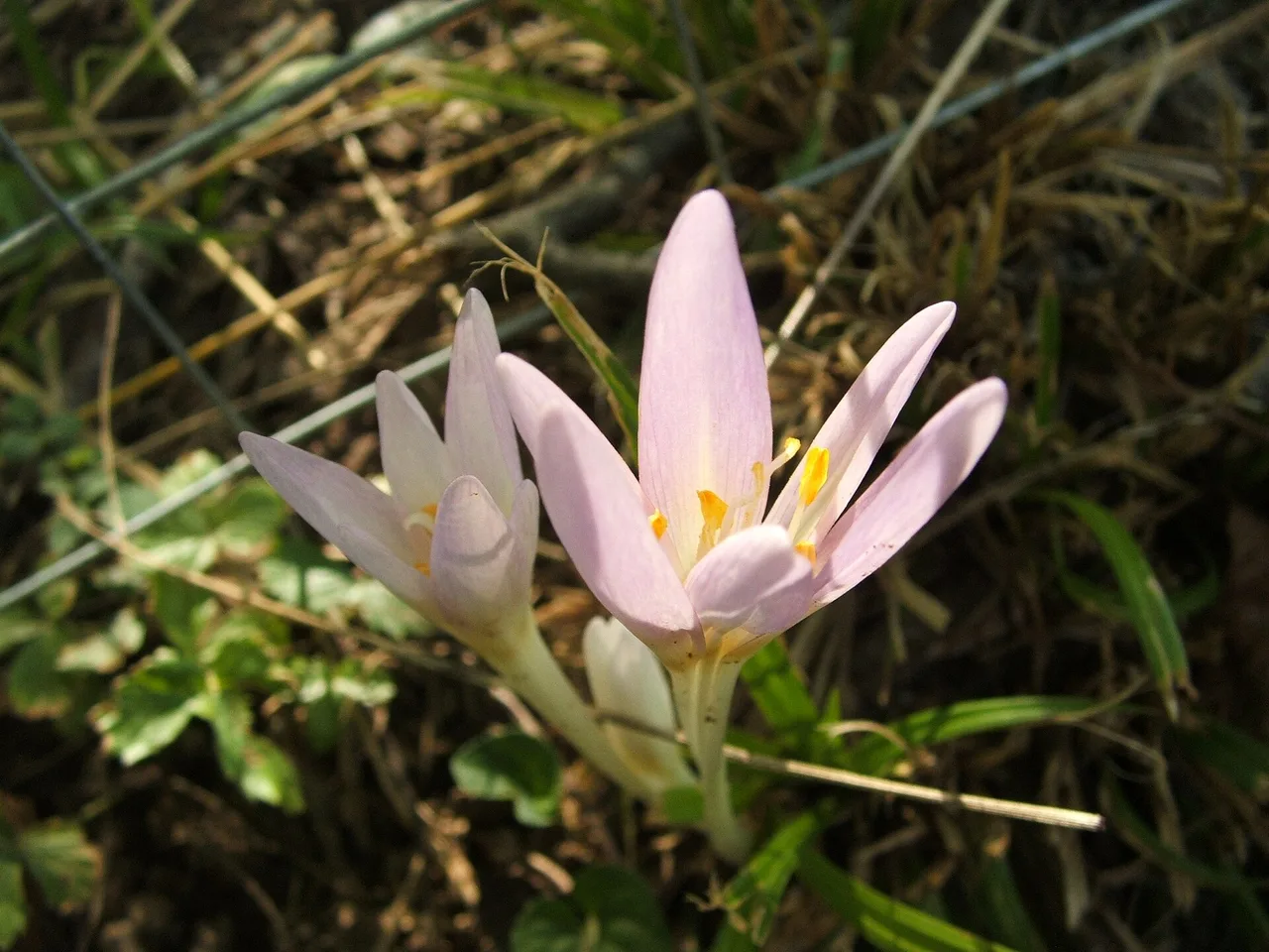 Autumn Crocus (Colchicum autumnale)