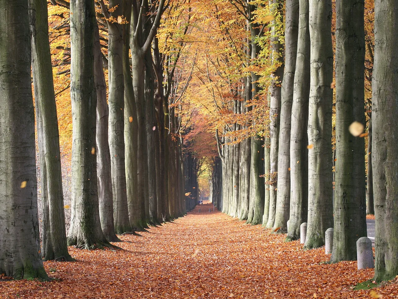 Common Beech (Fagus sylvatica)