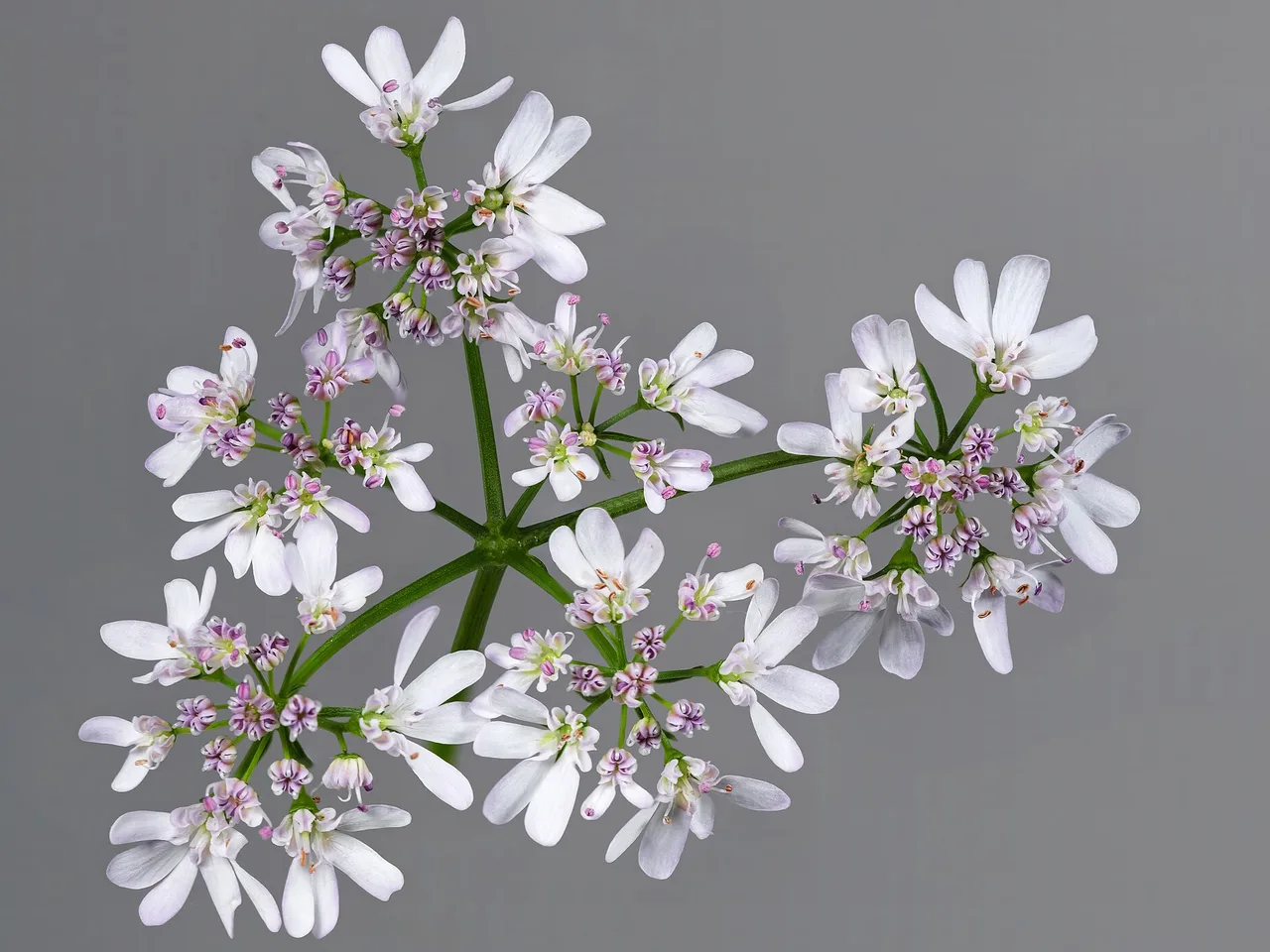 Coriander (Coriandrum sativum)