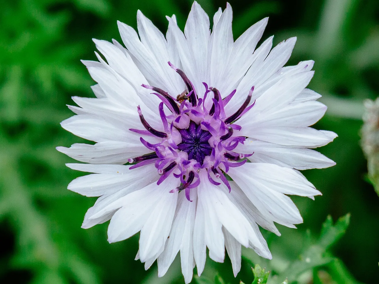 Cornflower (Centaurea cyanus)
