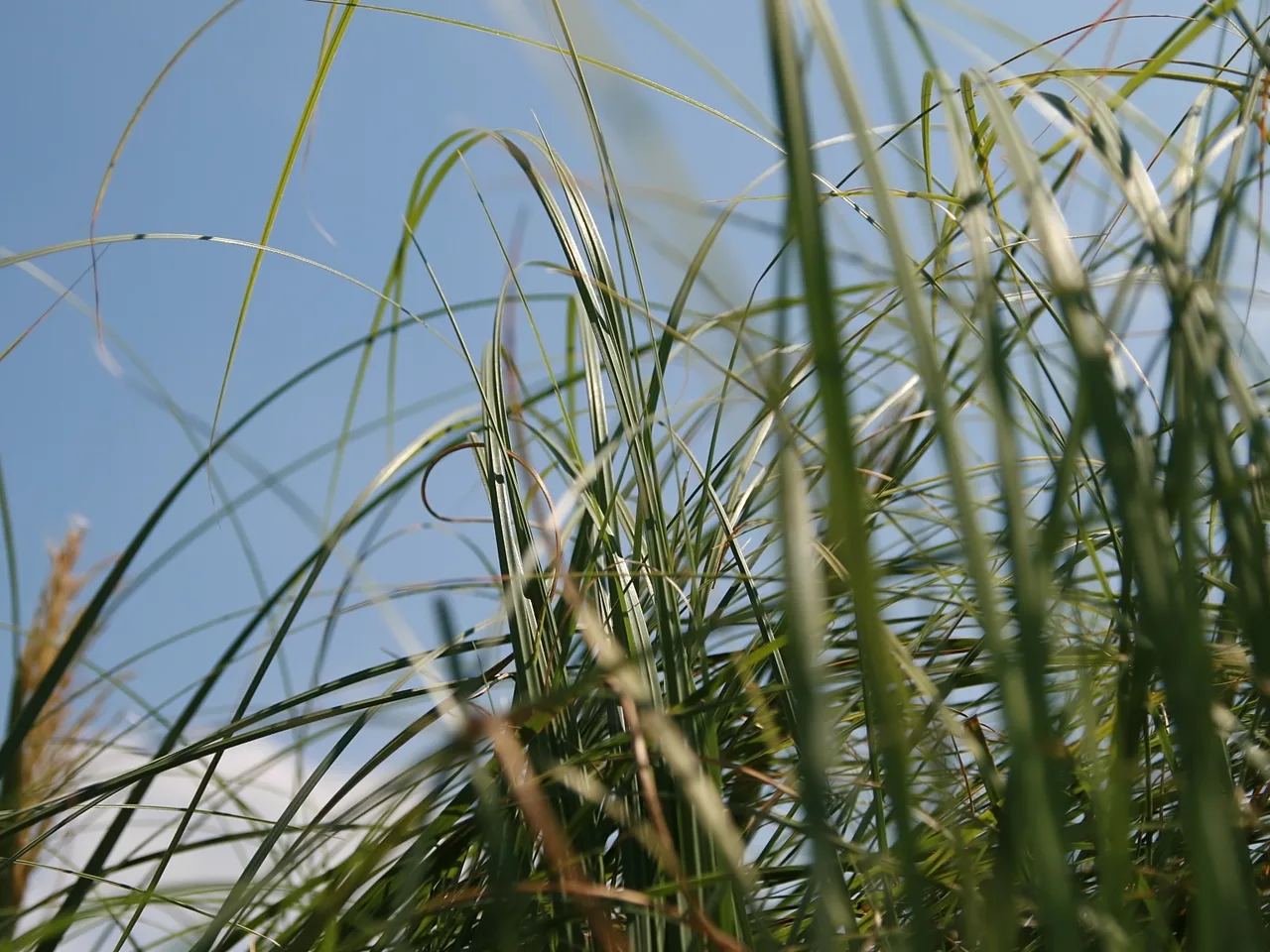 Pampas Grass (Cortaderia selloana)
