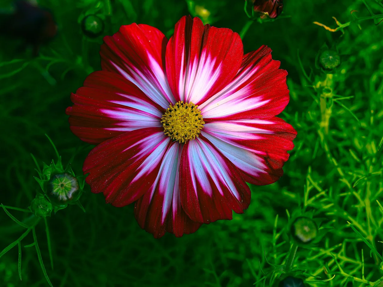 Cosmos (Cosmos bipinnatus)