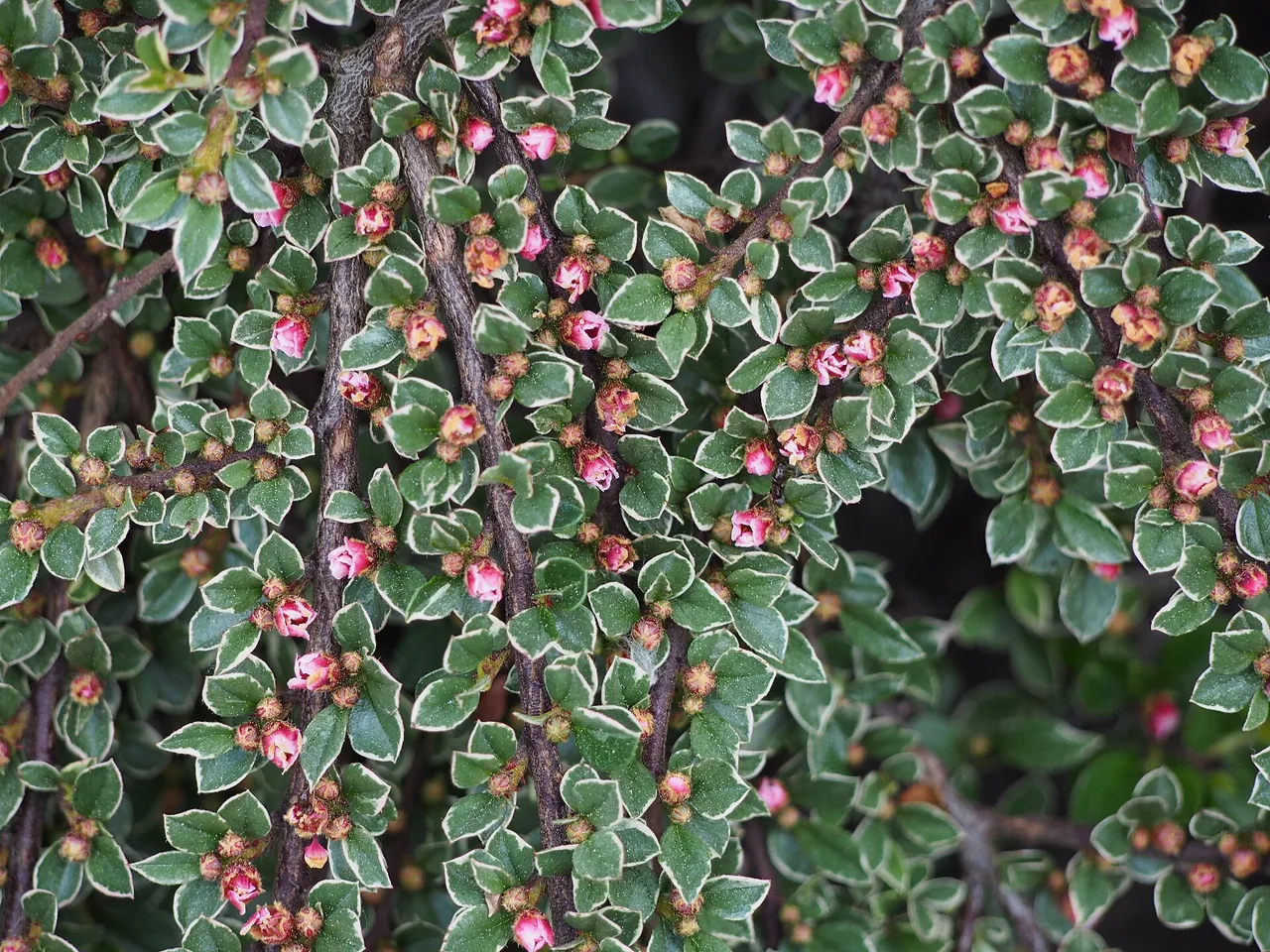 Cotoneaster (Cotoneaster horizontalis)