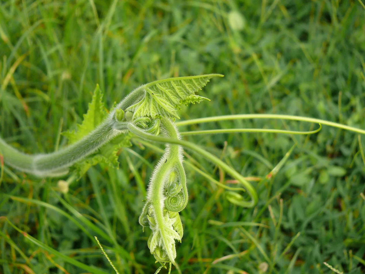 Courgette (Cucurbita pepo)