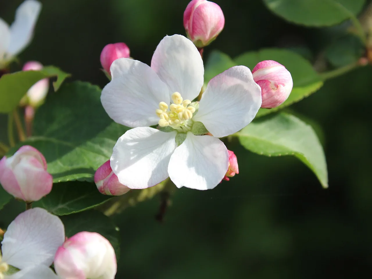 Crab Apple (Malus sylvestris)