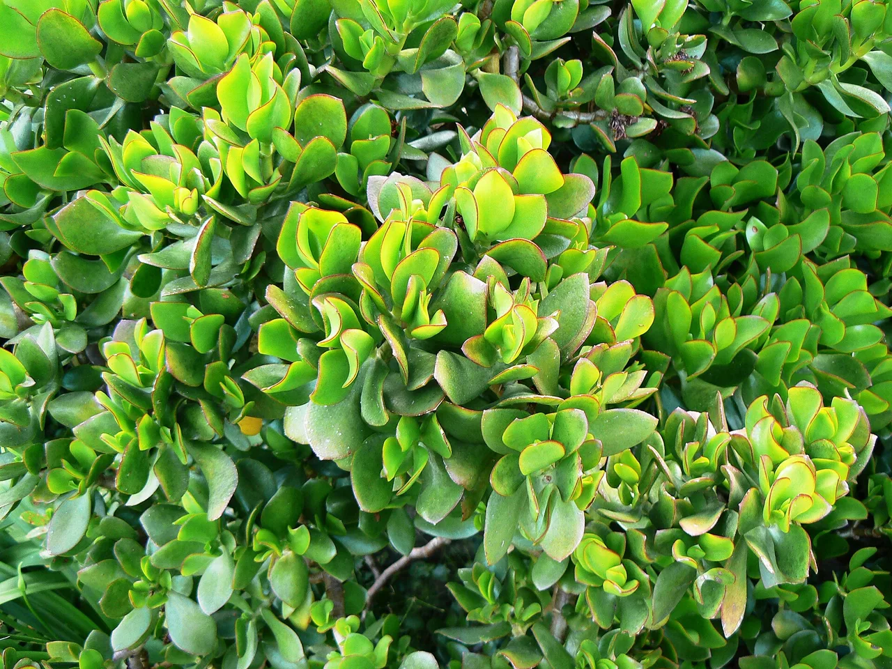 Jade Plant (Crassula ovata)