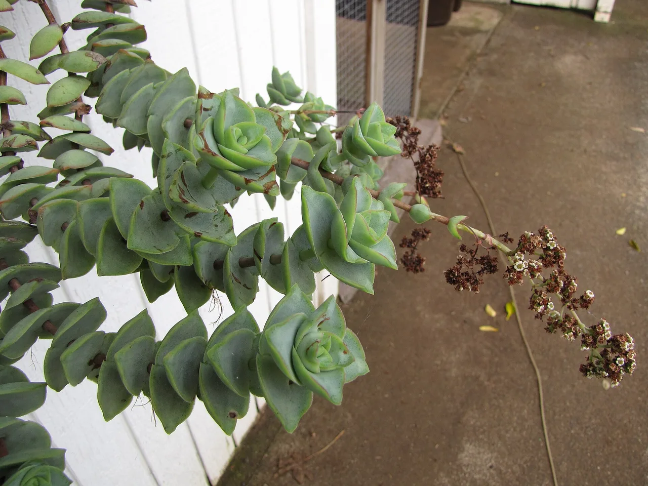 String of Buttons (Crassula perforata)