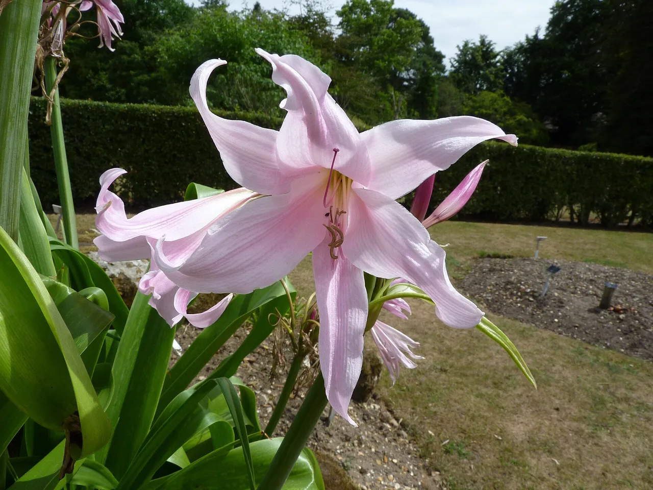 Crinum Lily (Crinum x powellii)