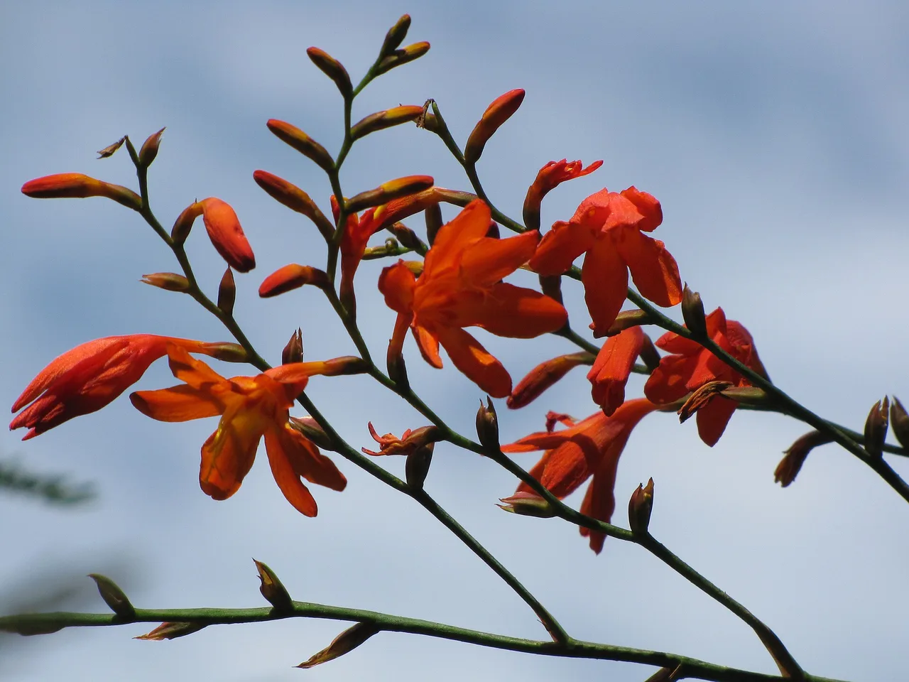 Crocosmia (Crocosmia x crocosmiiflora)