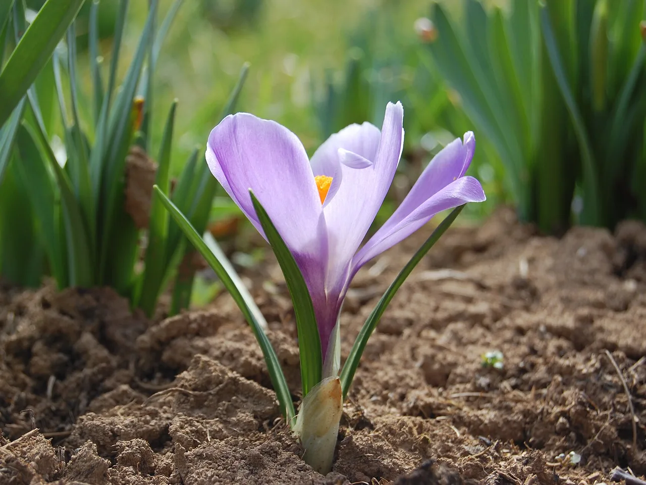 Crocus (Crocus vernus)