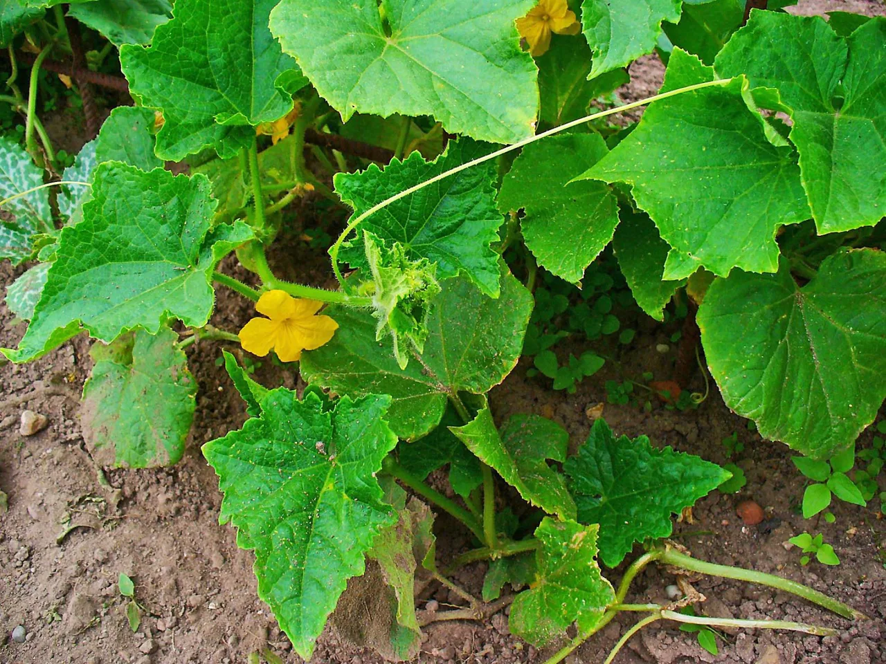 Cucumber (Cucumis sativus)
