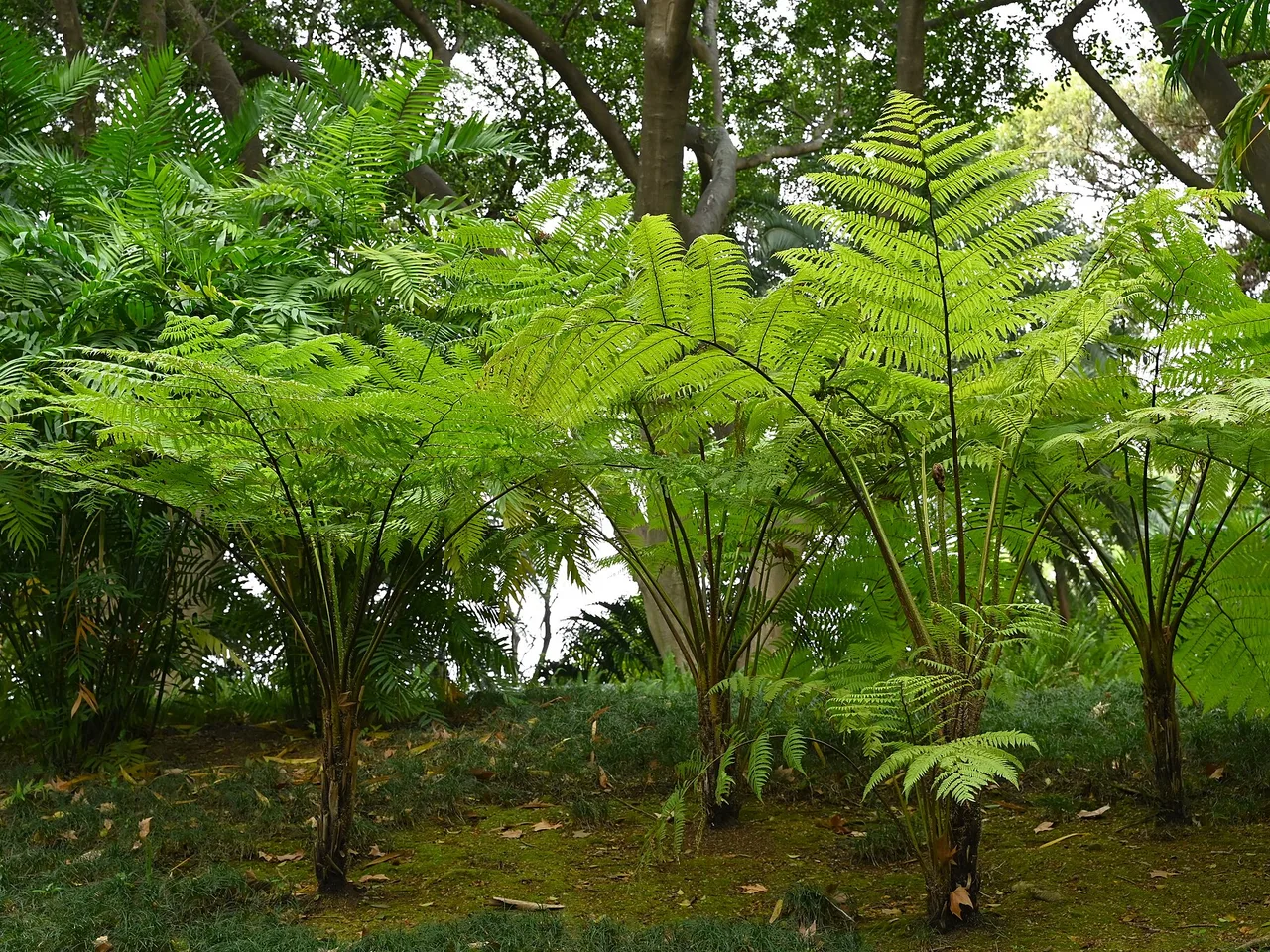 Australian Tree Fern (Sphaeropteris cooperi)
