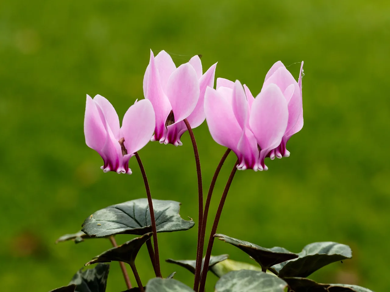 Ivy-leaved Cyclamen (Cyclamen hederifolium)