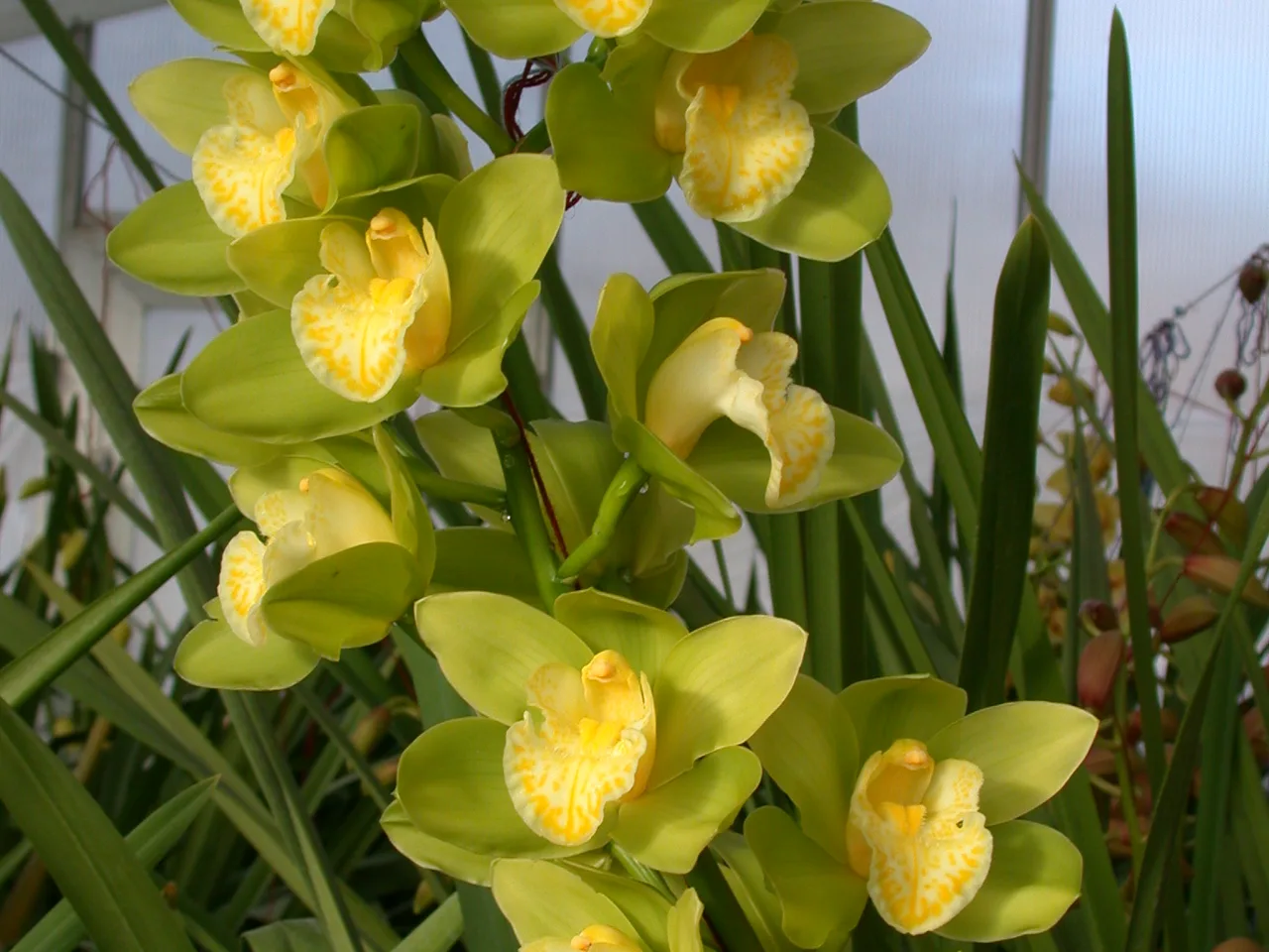 Cymbidium (Cymbidium hybridum)