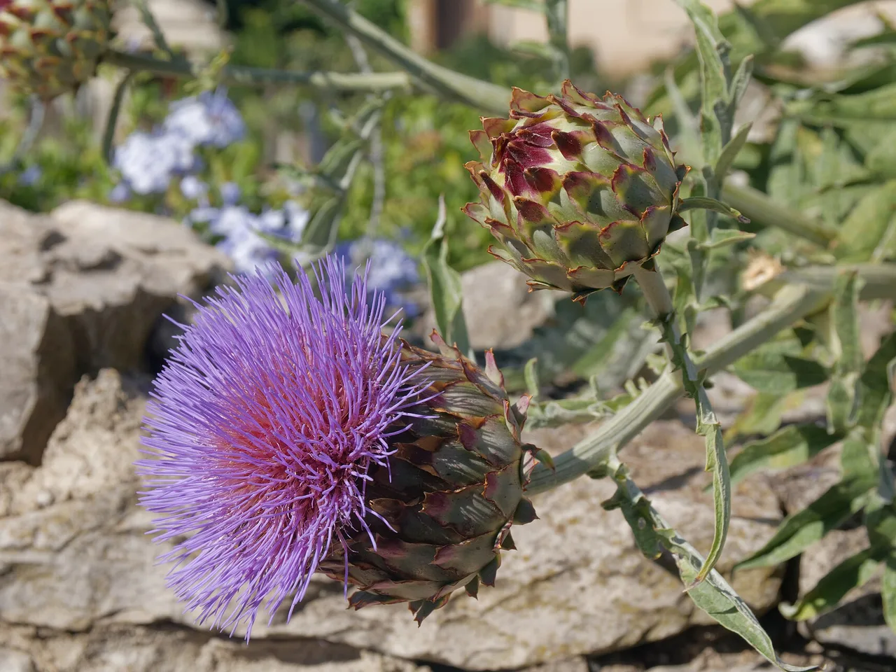 Globe Artichoke (Cynara cardunculus scolymus)