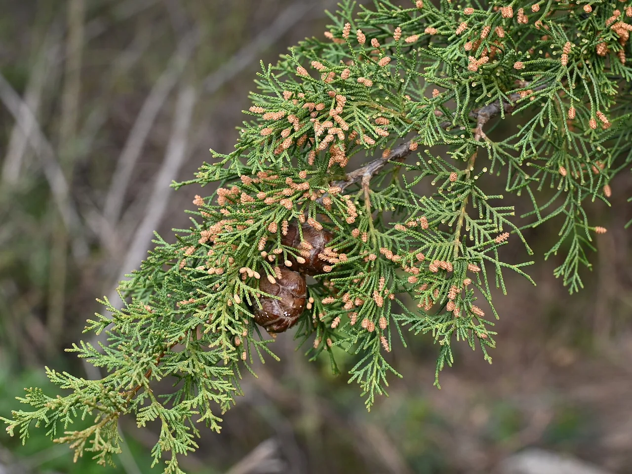 Italian Cypress (Cupressus sempervirens)