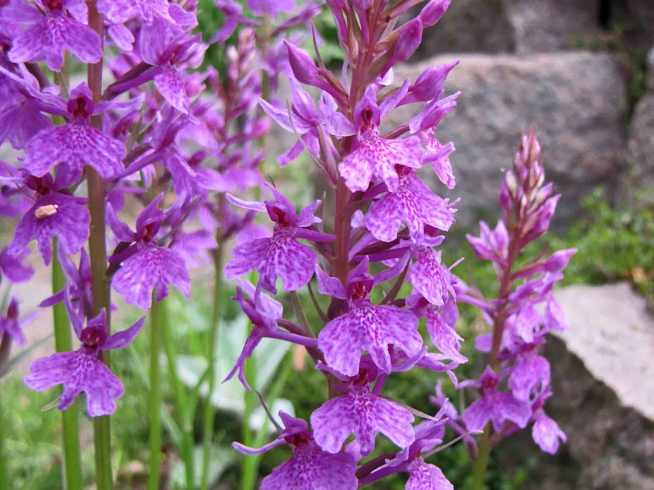 Marsh Orchid (Dactylorhiza foliosa)