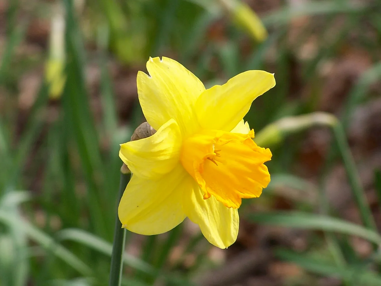 Daffodil (Narcissus pseudonarcissus)
