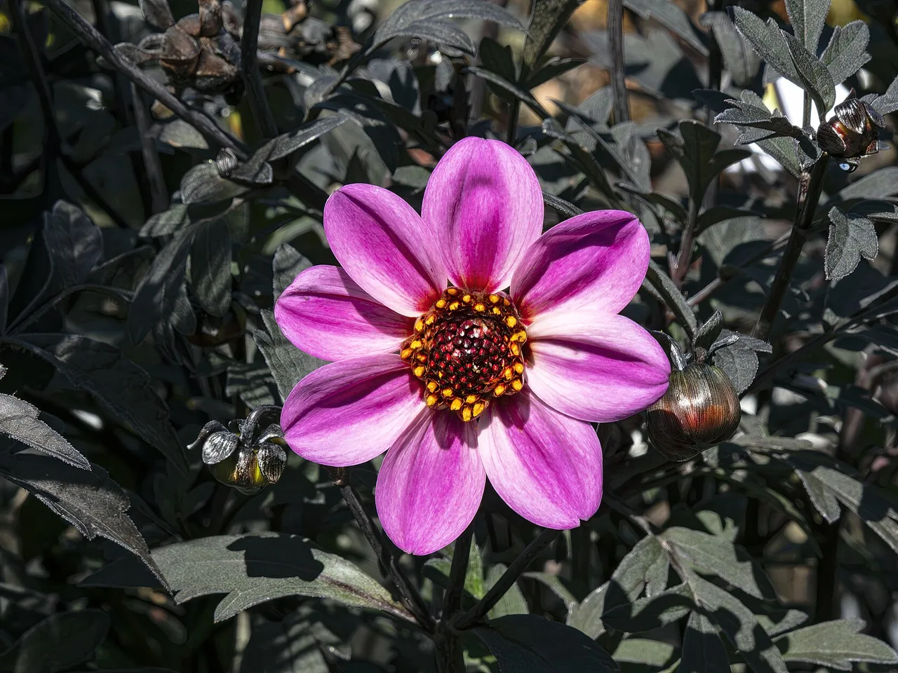 Dahlia (Dahlia pinnata)