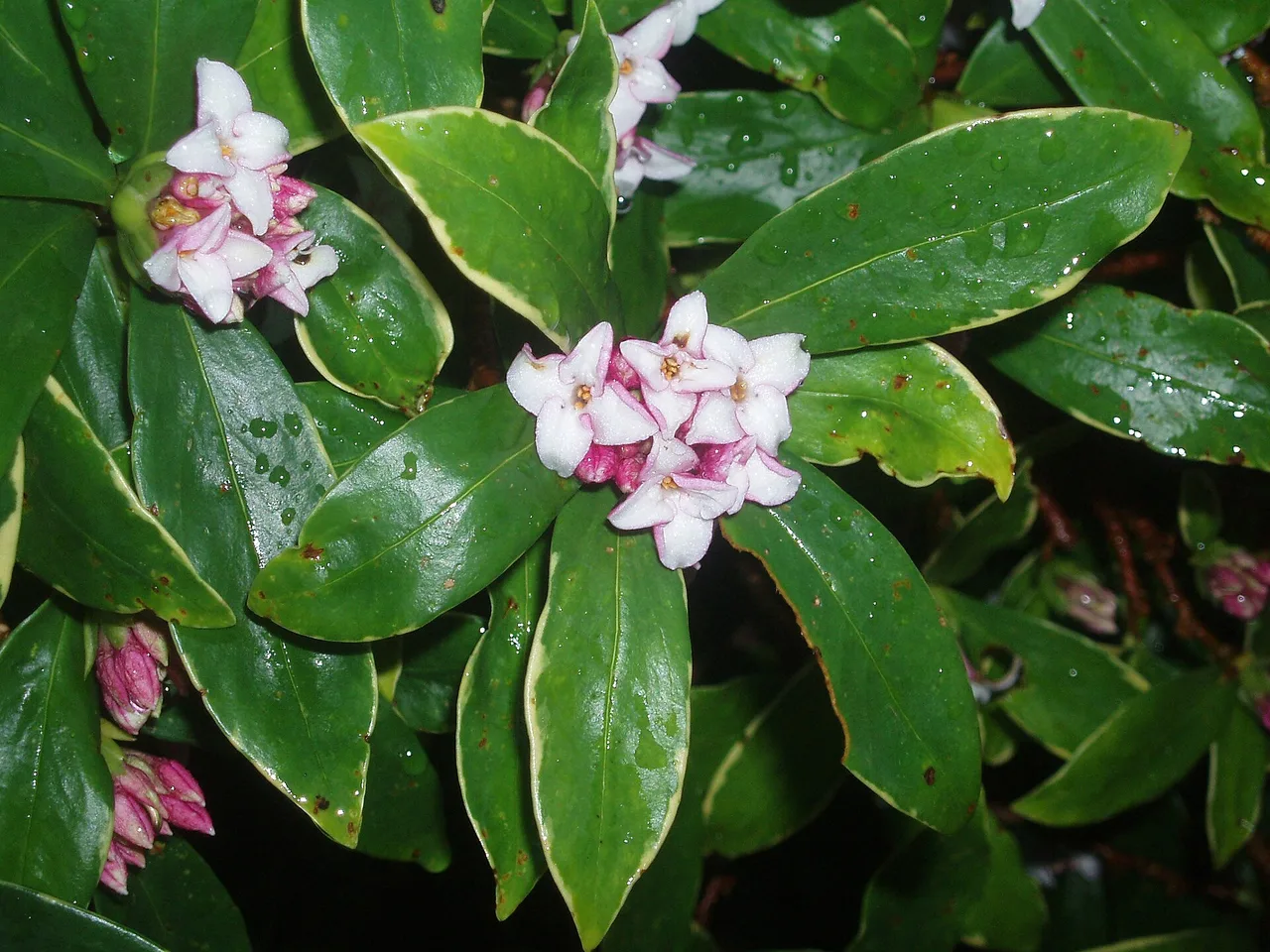 Daphne (Daphne odora)