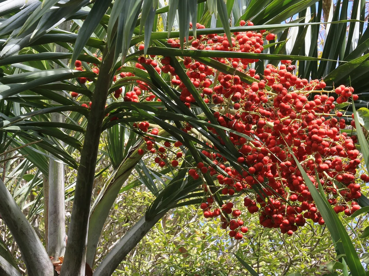 Date Palm (Phoenix dactylifera)