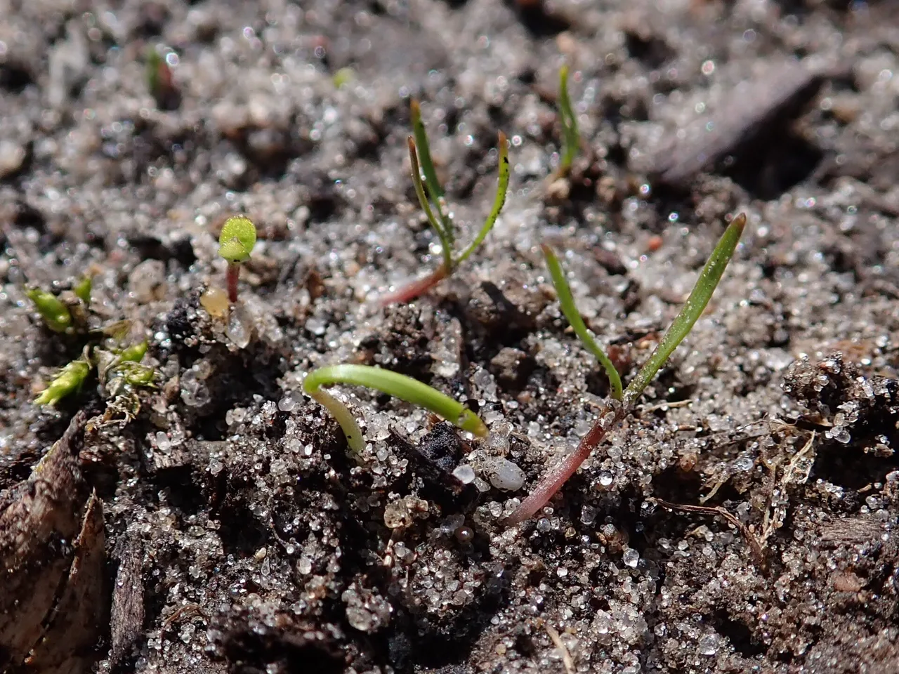 Carrot (Daucus carota sativus)